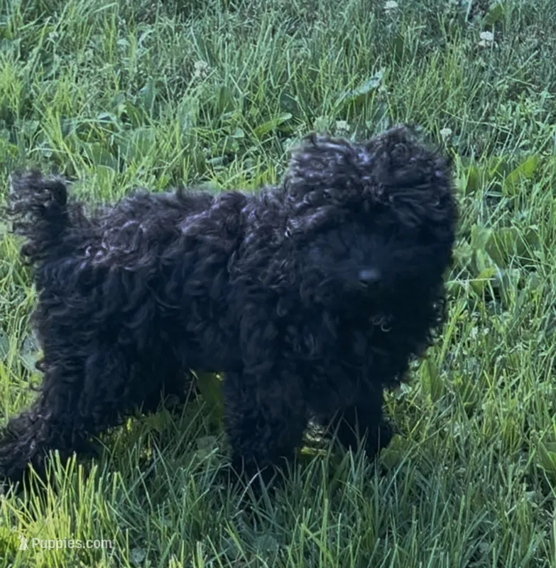 Coco – Poodle - Miniature  puppy for sale in Beltsville, MD