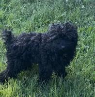 Coco, a male Poodle - Miniature  for sale in Beltsville, MD – 1 of 5