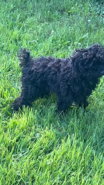 Coco, a male Poodle - Miniature  for sale in Beltsville, MD – 5 of 5