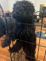 Coco, a male Poodle - Miniature  for sale in Beltsville, MD – 4 of 5