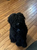 Coco, a male Poodle - Miniature  for sale in Beltsville, MD – 2 of 5
