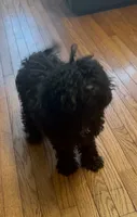 Coco, a male Poodle - Miniature  for sale in Beltsville, MD – 3 of 5