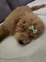Chanel, a female Poodle - Standard  for sale in Waukegan, IL – 1 of 1