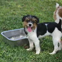 Oreo, a male Yorkshire Terrier for sale in Summerville, SC – Photo 2 of 3