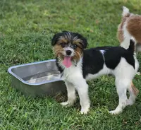 Oreo, a male Yorkshire Terrier for sale in Summerville, SC – Photo 2 of 3