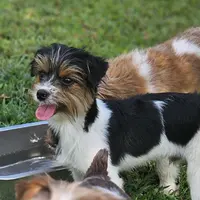 Oreo, a male Yorkshire Terrier for sale in Summerville, SC – Photo 1 of 3