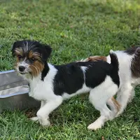 Oreo, a male Yorkshire Terrier for sale in Summerville, SC – Photo 3 of 3