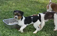 Oreo, a male Yorkshire Terrier for sale in Summerville, SC – Photo 3 of 3