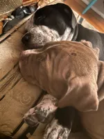 Cookie, a female American Staffordshire Terrier for sale in Bethlehem, PA – 3 of 4