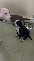 Cookie, a female American Staffordshire Terrier for sale in Bethlehem, PA – 4 of 4