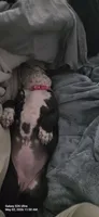 Cookie, a female American Staffordshire Terrier for sale in Bethlehem, PA – 1 of 4