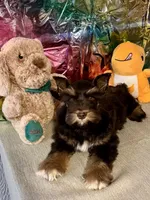 Rusty, a male Miniature Schnauzer for sale in Granbury, TX – Photo 5 of 10