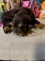 Rusty, a male Miniature Schnauzer for sale in Granbury, TX – Photo 9 of 10