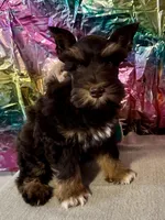 Rusty, a male Miniature Schnauzer for sale in Granbury, TX – Photo 3 of 10