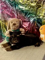 Rusty, a male Miniature Schnauzer for sale in Granbury, TX – Photo 4 of 10