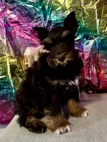 Rusty, a male Miniature Schnauzer for sale in Granbury, TX – Photo 1 of 10