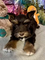 Rusty, a male Miniature Schnauzer for sale in Granbury, TX – Photo 8 of 10