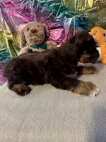 Rusty, a male Miniature Schnauzer for sale in Granbury, TX – Photo 2 of 10