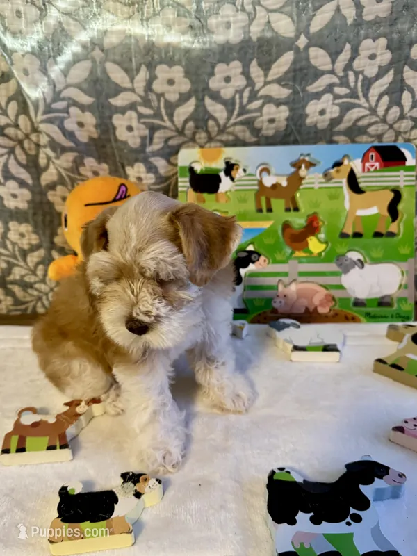 Sahara – Miniature Schnauzer puppy for sale in Granbury, TX