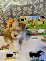 Sahara, a female Miniature Schnauzer for sale in Granbury, TX – 1 of 10