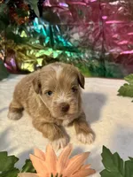 Flash, a male Miniature Schnauzer for sale in Granbury, TX – 8 of 10