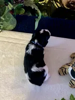 Raz, a male Miniature Schnauzer for sale in Granbury, TX – 2 of 10