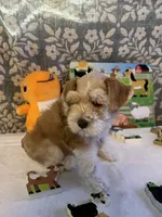 Sahara, a female Miniature Schnauzer for sale in Granbury, TX – 2 of 10