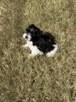 Raz, a male Miniature Schnauzer for sale in Granbury, TX – 10 of 10
