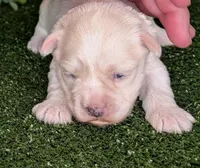 Bonnet, a female Miniature Schnauzer for sale in Granbury, TX – Photo 4 of 6