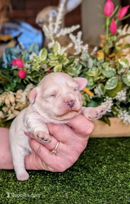 Bonnet – Miniature Schnauzer puppy for sale in Granbury, TX