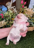 Bonnet, a female Miniature Schnauzer for sale in Granbury, TX – Photo 5 of 6