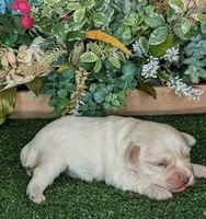 Bonnet, a female Miniature Schnauzer for sale in Granbury, TX – Photo 6 of 6