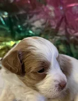 Little Doll, a female Miniature Schnauzer for sale in Granbury, TX – 8 of 9