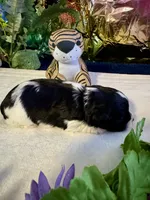 Raz, a male Miniature Schnauzer for sale in Granbury, TX – 10 of 10