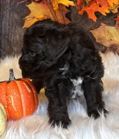 Bandit, a male Miniature Schnauzer for sale in Granbury, TX – Photo 3 of 8