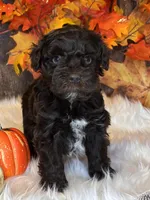 Bandit, a male Miniature Schnauzer for sale in Granbury, TX – Photo 6 of 8