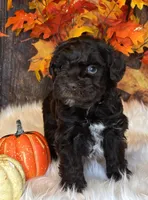 Bandit, a male Miniature Schnauzer for sale in Granbury, TX – Photo 7 of 8