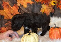 Bandit, a male Miniature Schnauzer for sale in Granbury, TX – Photo 8 of 8