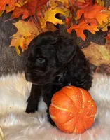 Bandit, a male Miniature Schnauzer for sale in Granbury, TX – Photo 2 of 8