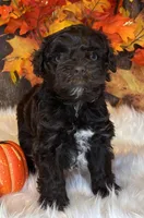 Bandit, a male Miniature Schnauzer for sale in Granbury, TX – Photo 4 of 8