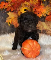 Bandit, a male Miniature Schnauzer for sale in Granbury, TX – Photo 5 of 8