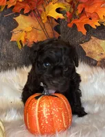 Bandit, a male Miniature Schnauzer for sale in Granbury, TX – Photo 1 of 8
