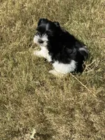 Raz, a male Miniature Schnauzer for sale in Granbury, TX – 8 of 10