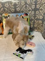 Sahara, a female Miniature Schnauzer for sale in Granbury, TX – 3 of 10