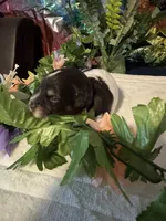 Lilly, a female Miniature Schnauzer for sale in Granbury, TX – 3 of 10
