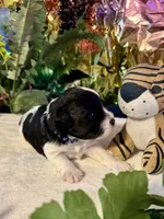 Raz, a male Miniature Schnauzer for sale in Granbury, TX – 9 of 10
