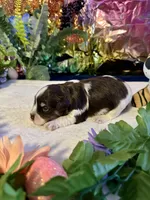 Snicker, a male Miniature Schnauzer for sale in Granbury, TX – 3 of 10