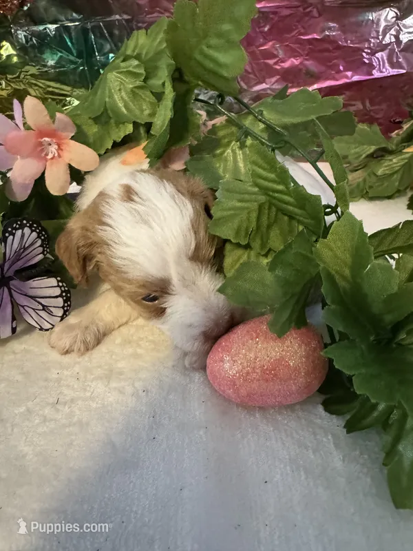 Little Doll – Miniature Schnauzer puppy for sale in Granbury, TX