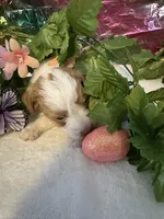 Little Doll, a female Miniature Schnauzer for sale in Granbury, TX – 1 of 9