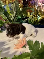 Lilly, a female Miniature Schnauzer for sale in Granbury, TX – 7 of 10